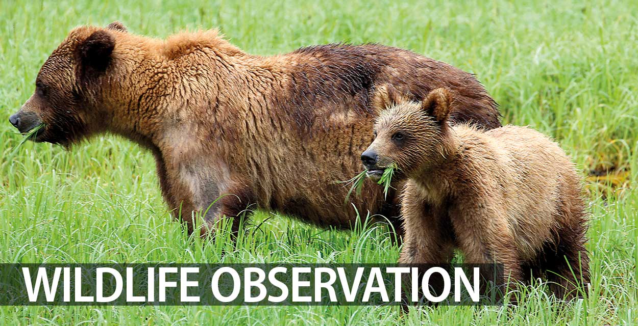 Wildlife Observation